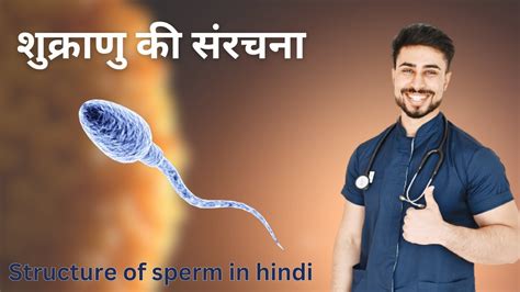 spermatozoa in hindi|manav shukranu ka chitra.